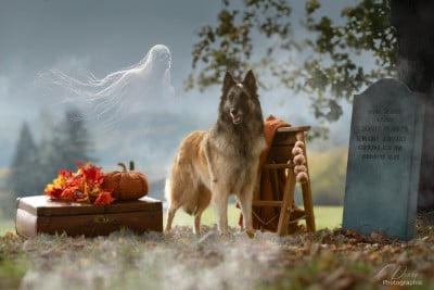 Étalon Berger Belge - Pahoma Des Perles Du Grès
