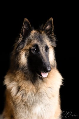 Rosycheeks Sugar Baby Love Shepherds Of Paradise