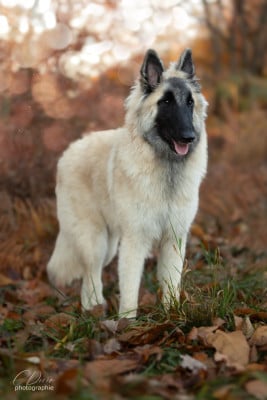 Étalon Berger Belge - Arpège Of Ops Des Beys
