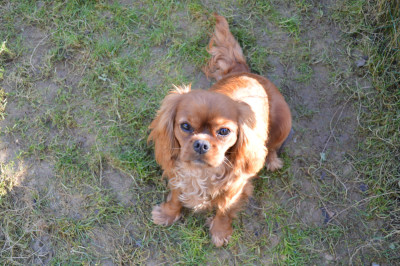 Étalon Cavalier King Charles Spaniel - Vaiana Du Domaine De Luvin