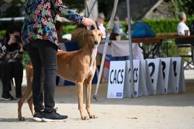 Étalon Greyhound - CH. UKAPI des sables d'élodie