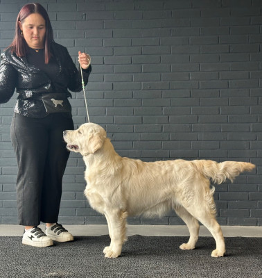 Étalon Golden Retriever - Authentique élégance De L'Orée Du Royaume De Nala