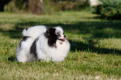 Étalon Spitz allemand - zoe des Légendes de Maika