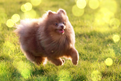 Étalon Spitz allemand - Smile des Légendes de Maika