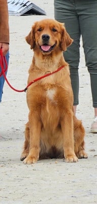 Étalon Golden Retriever - Un Rayondesoleil De L'Appel Du Large