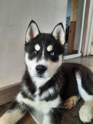 Étalon Siberian Husky - Liubov's Astre noir