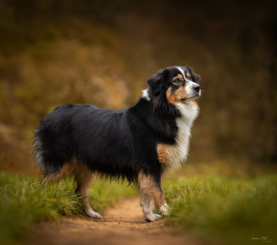 Étalon Berger Australien - Ulysse (Sans Affixe)