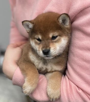 Étalon Shiba - Aki Shuurin de la Nouvelle Aube