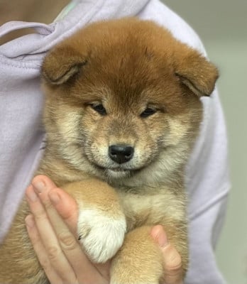 Étalon Shiba - Ajike Shoppai de la Nouvelle Aube