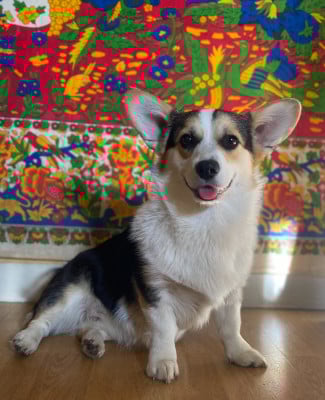 Étalon Welsh Corgi Pembroke - V'amara du clos d'Arlequin
