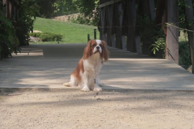 Étalon Cavalier King Charles Spaniel - Dixie's Legacy Vicky