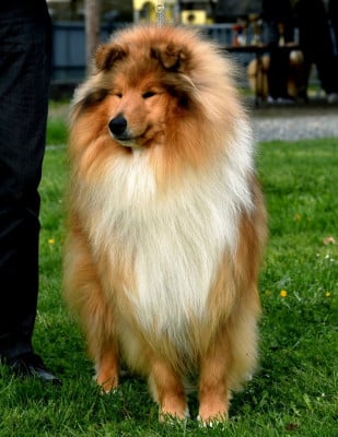 Étalon Colley à poil long - TOO MUCH HEAVEN Du Clos De Seawind