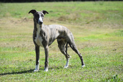 Étalon Whippet - A Notre Histoire d'Ochretolievaltt
