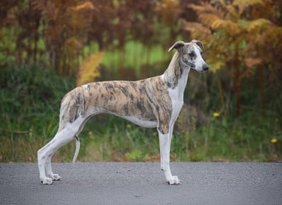 Étalon Whippet - A La Belle Histoire d'Ochretolievaltt