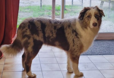 Étalon Berger Australien - VICKY RED VELVET Du Nirvana De L’Ecrin De Kali