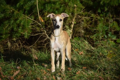 Étalon Whippet - A Mon Etoile d'Ochretolievaltt