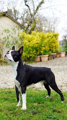 Étalon Boston Terrier - d'iva boston Rumplestilskin