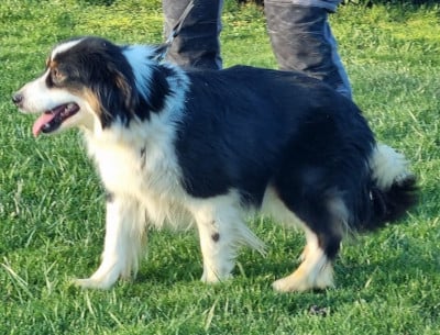 U'Rose Des Minis Du Pic Saint Loup