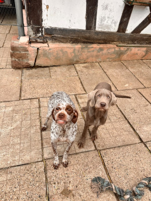 Étalon Braque du Bourbonnais - runa De La Lande De Bourberouge