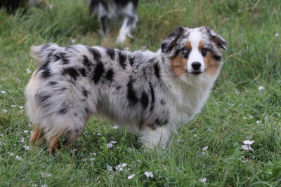 Étalon Berger Américain Miniature - Vénérée HINA Des Tres'or De La Lyre