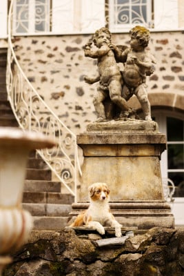Étalon Berger Australien - Opal Aussie TEXAS FORT WORTH
