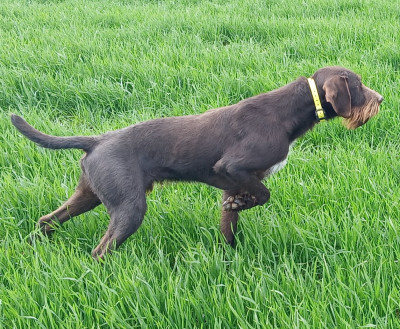 Étalon Barbu tchèque - Titus des Plaines du Cambresis