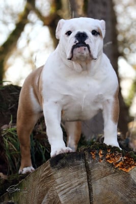 Étalon Bulldog Anglais - ALASKA Di Vendra Nera