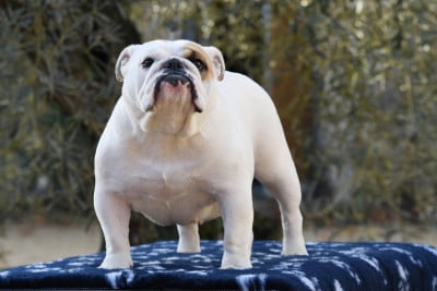 Étalon Bulldog Anglais - SEZANE Di Vendra Nera