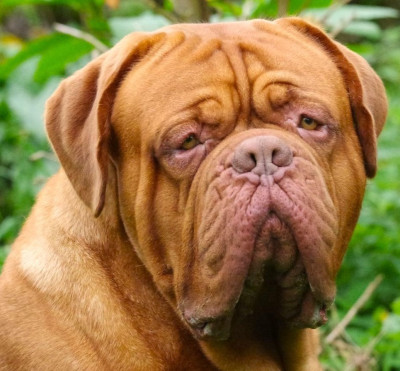 Étalon Dogue de Bordeaux - UNGARO du domaine des Rouvres