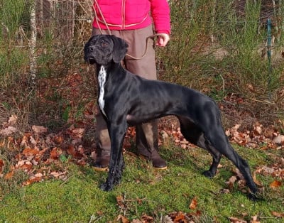 Étalon Pointer - VODKA Amour Chien Fou
