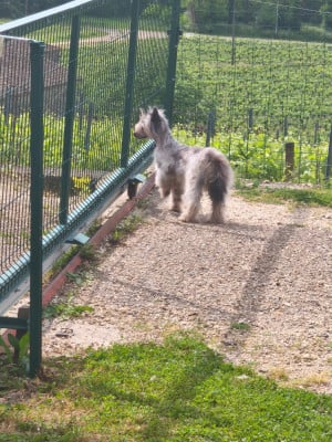 Étalon Chien chinois à crête - Moon Harbour Viola