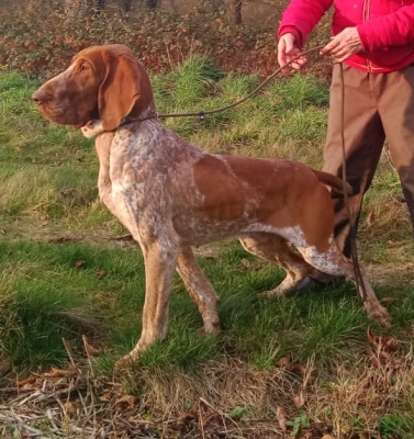 Étalon Braque Italien - TOKYO Du Clos Des Petites Vignes