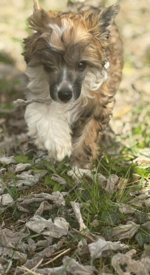 Étalon Chien chinois à crête - ARMANI DU CHÂTEAU BATAILLE Du Chateau Bataille