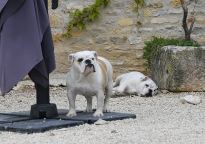 Étalon Bulldog Anglais - URIJA Di Vendra Nera