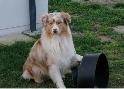 Phalco : Alias Power (Sans Affixe)