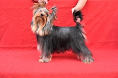 Étalon Yorkshire Terrier - Horfeo's YVAN
