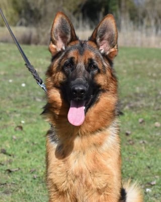 Étalon Berger Allemand - Uphelia des contes de Gwelane