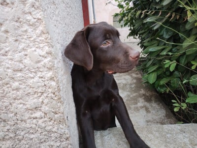 Étalon Labrador Retriever - Arwen (Sans Affixe)