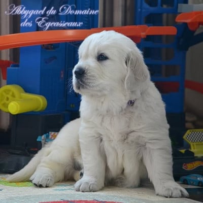 Étalon Golden Retriever - Abbygaël du domaine des egeasseaux
