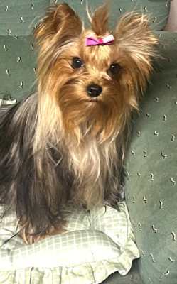 Étalon Yorkshire Terrier - Victorine Crazy Love De L'Eternelle Smartys