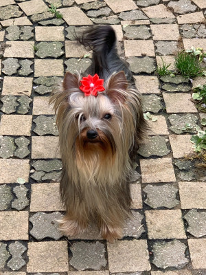 Étalon Yorkshire Terrier - Synthia (Sans Affixe)