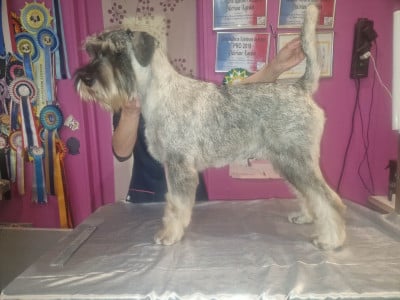 Étalon Schnauzer - Ashanti Libellule « Lily » Des Bavarois Des Champs Elysées