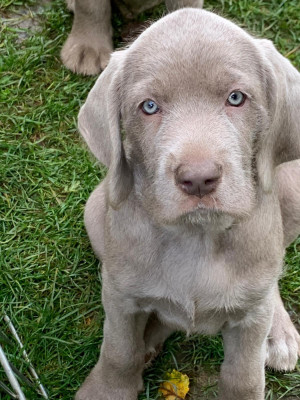 Étalon Braque slovaque a poil dur - Amethiste des brumes de nouailles
