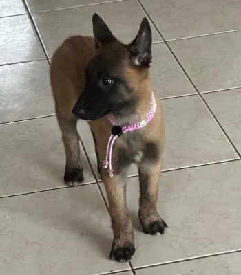 Étalon Berger Belge - Awaï De La Butte Des Crocs Blancs