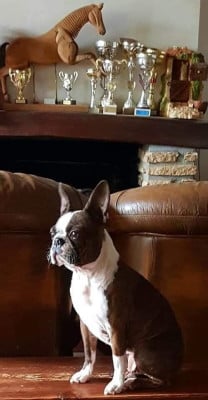 Étalon Boston Terrier - My Love Lady (Sans Affixe)
