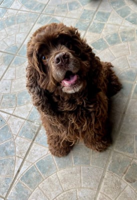 Étalon American Cocker Spaniel - Tina (Sans Affixe)