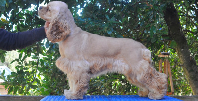 Étalon American Cocker Spaniel - Tornado du Domaine des Pins d'Aurécanie