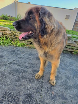 Étalon Leonberger - Vanillle Du Petit Chemausin