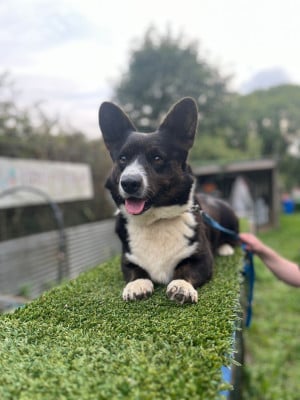 Étalon Welsh Corgi Cardigan - TUROK des divines folies bergere