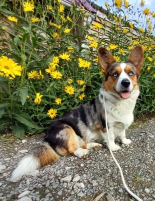 Étalon Welsh Corgi Cardigan - Dawn des divines folies bergere